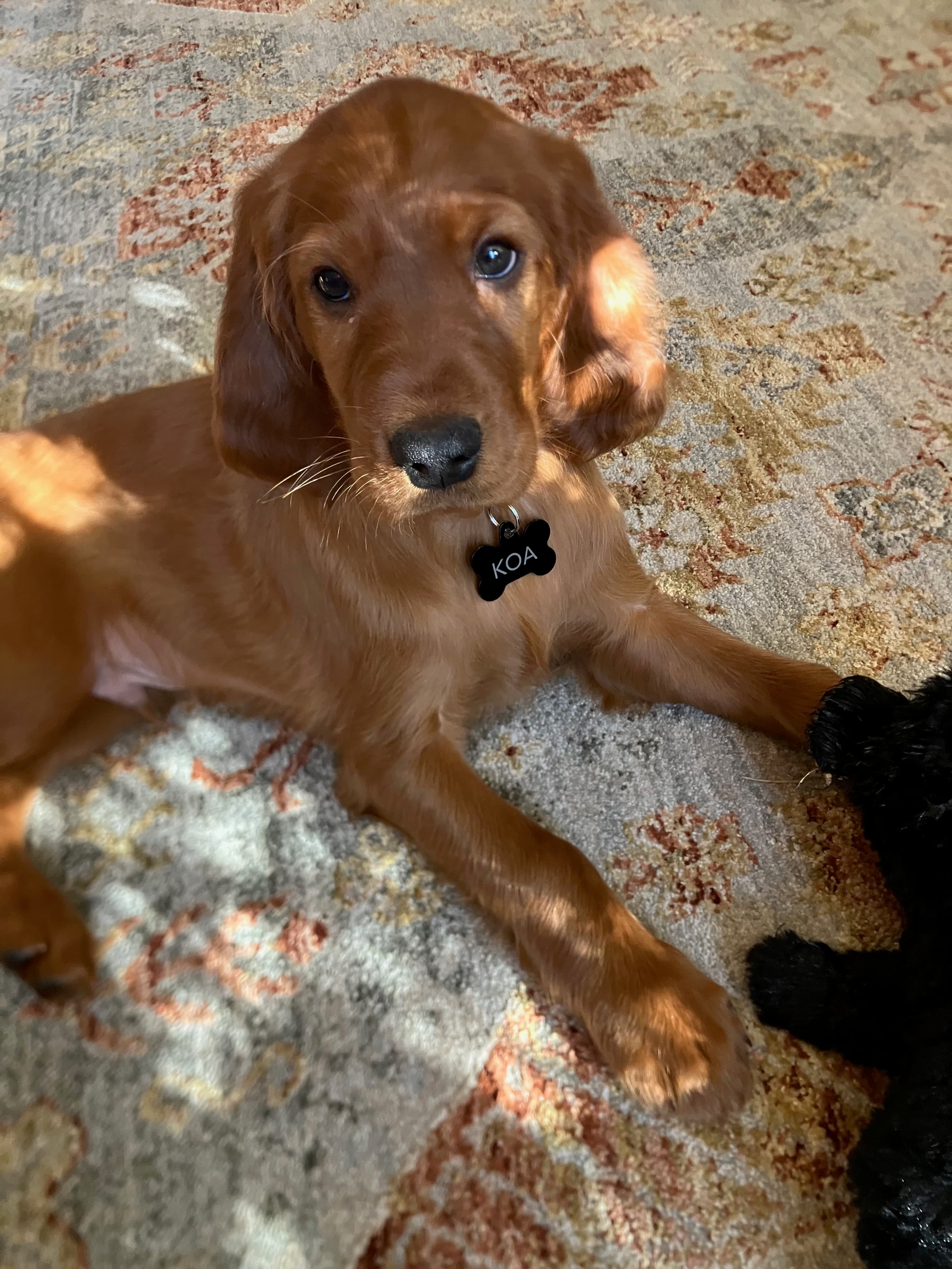 Koa the Irish Setter puppy