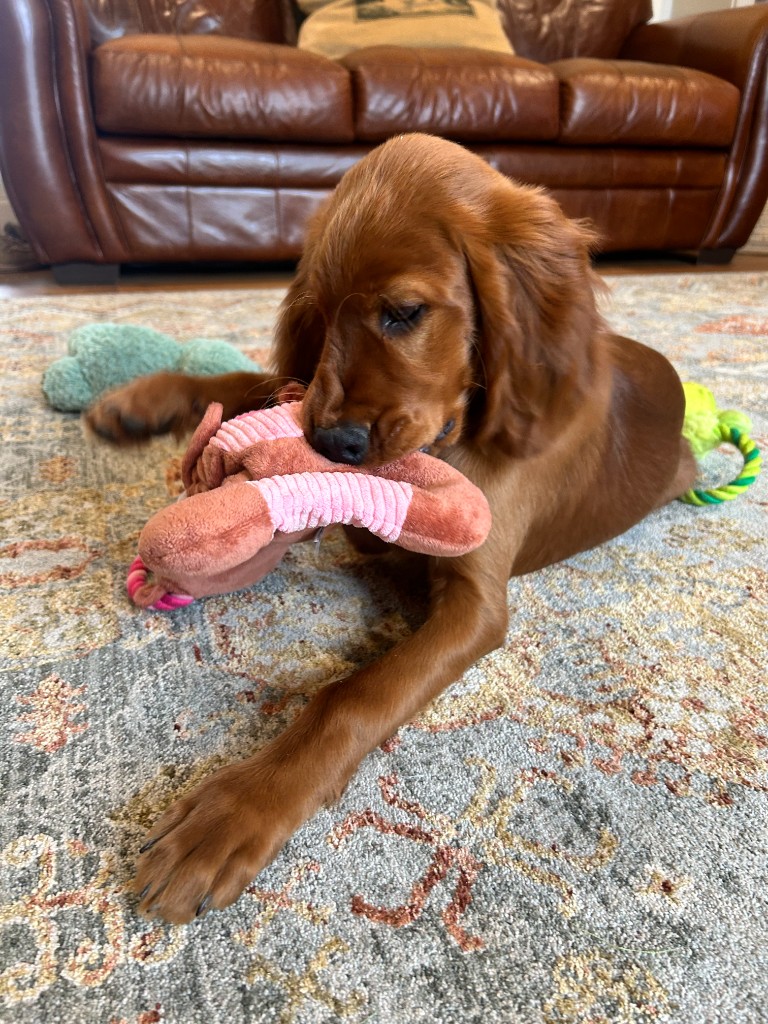 Koa the Irish Setter - Photo 10