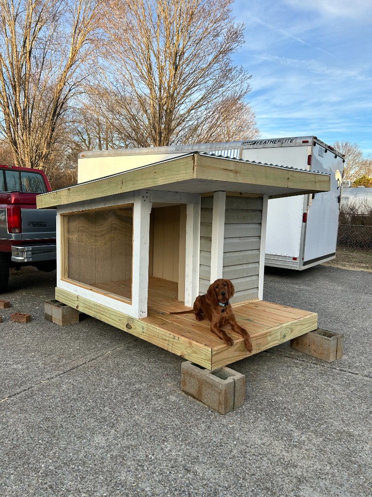 Koa the Irish Setter - Photo 13