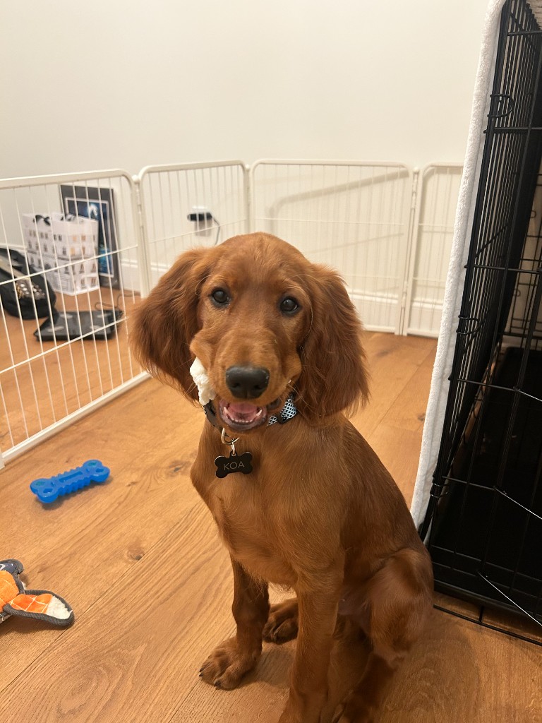 Koa the Irish Setter - Photo 15