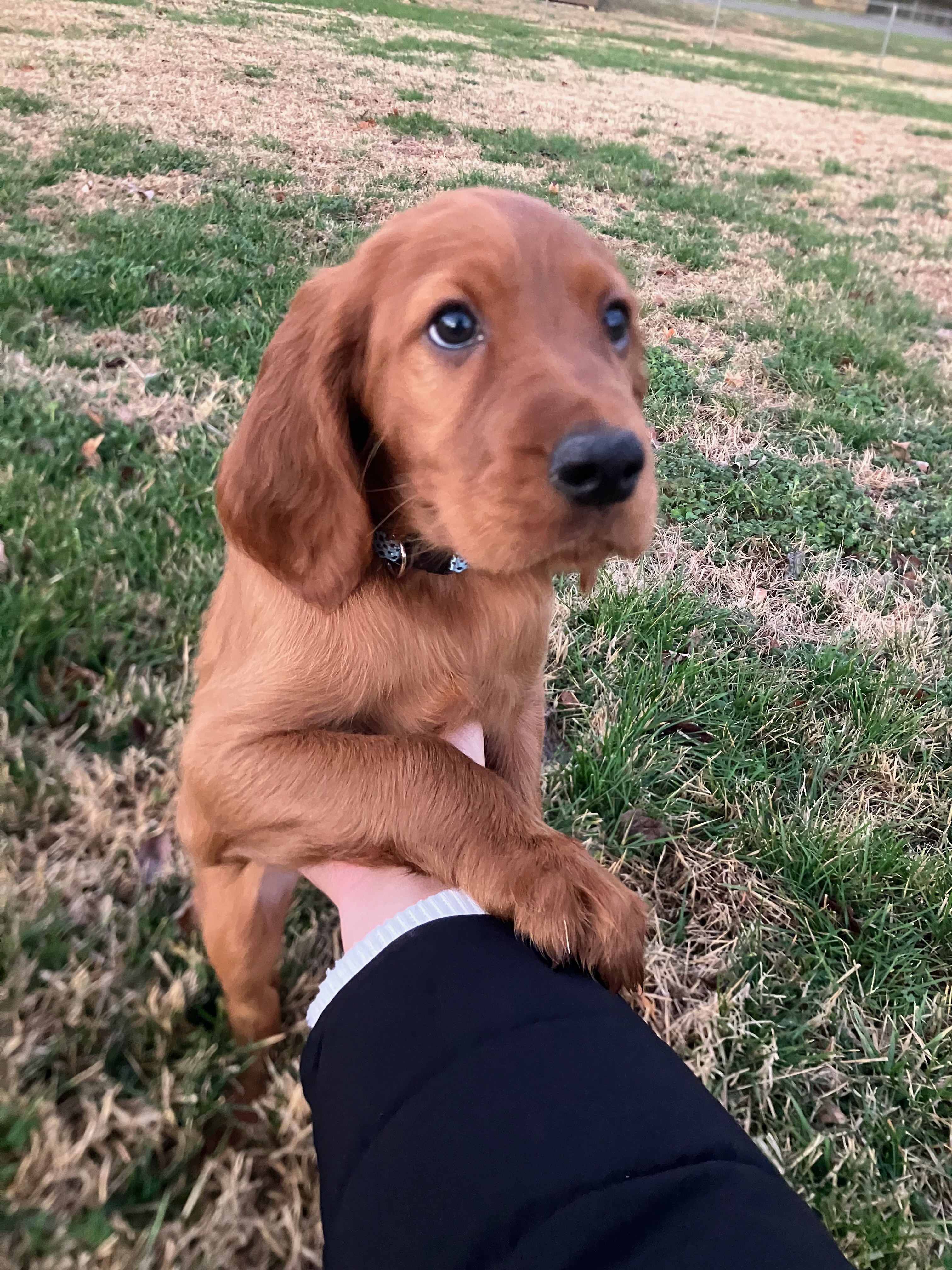 Koa the Irish Setter - Photo 3