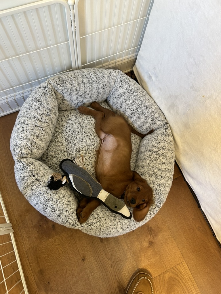 Koa the Irish Setter - Photo 5