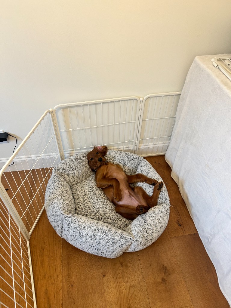 Koa the Irish Setter - Photo 7