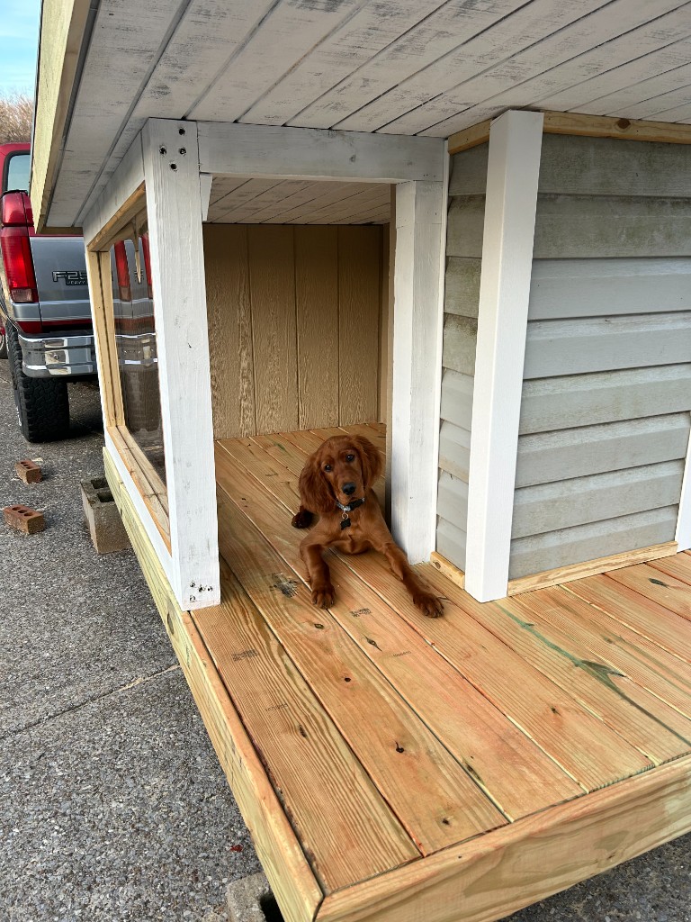 Koa the Irish Setter - Photo 8