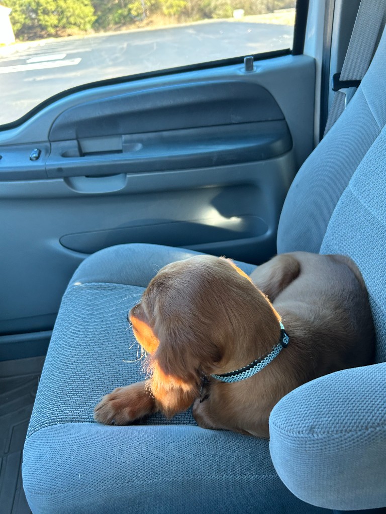 Koa the Irish Setter - Photo 9